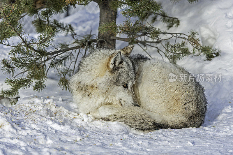 灰狼或灰狼(Canis lupus)是一种犬科动物，原产于北美、欧亚大陆和北非的荒野和偏远地区。